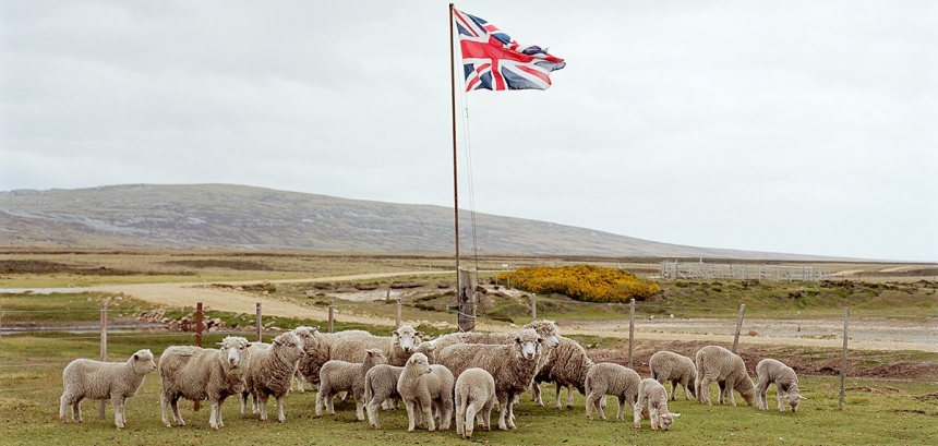 A gather of sheep - JT version