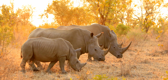 Escape From Extinction