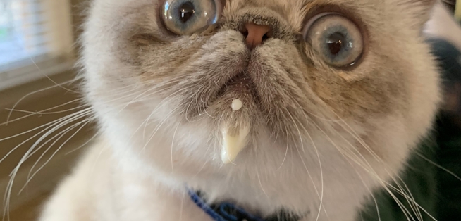 Grumpy Cat Meme