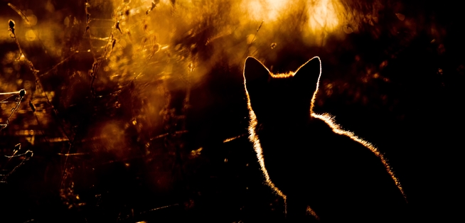 2 Echo Of A Wild Fox Digital Photograph © Tal Chohan