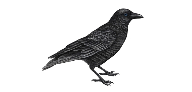 Illustration Techniques